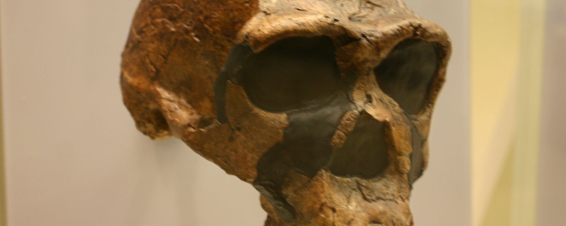 Crânio de homo erectus (imagem referencial) - Sputnik Brasil, 1920, 02.08.2021