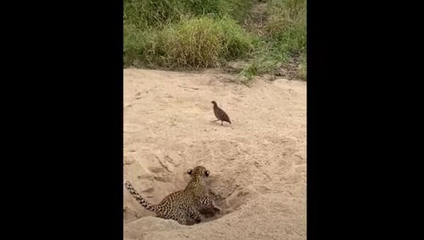 Filhote de leopardo tenta caçar faisão - Sputnik Brasil
