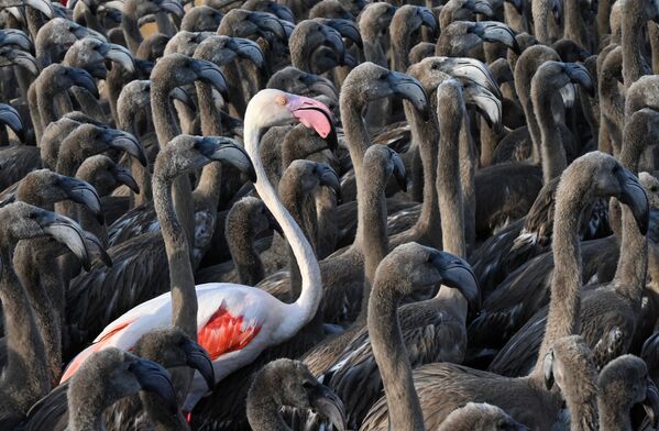 Flamingo adulto entre grupo de filhotes em Aigues-Mortes, na França, 3 de agosto de 2021 - Sputnik Brasil