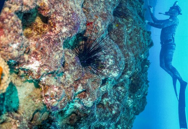 Um mergulhador nada a cerca de 17 metros de profundidade ao largo da cidade de Qalamun, no norte do Líbano, passando por um ouriço-do-mar tipicamente nativo das águas do Índico e Pacífico e que atualmente está invadindo o Mediterrâneo oriental, 11 de agosto de 2021 - Sputnik Brasil
