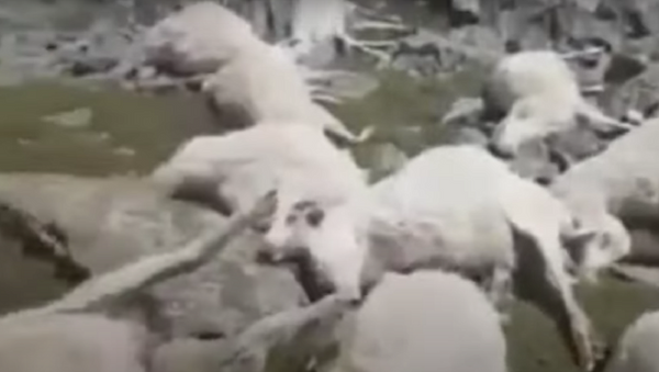 Raio atinge e mata mais de 500 ovelhas na Geórgia - Sputnik Brasil