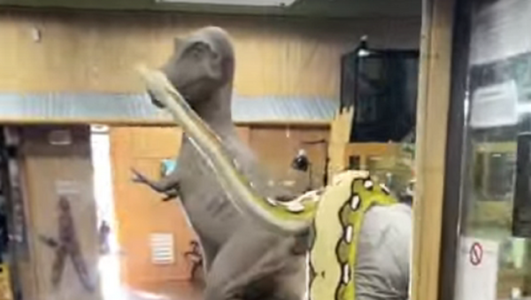 Homem carrega cobra venenosa de 7 metros e 114 quilos - Sputnik Brasil