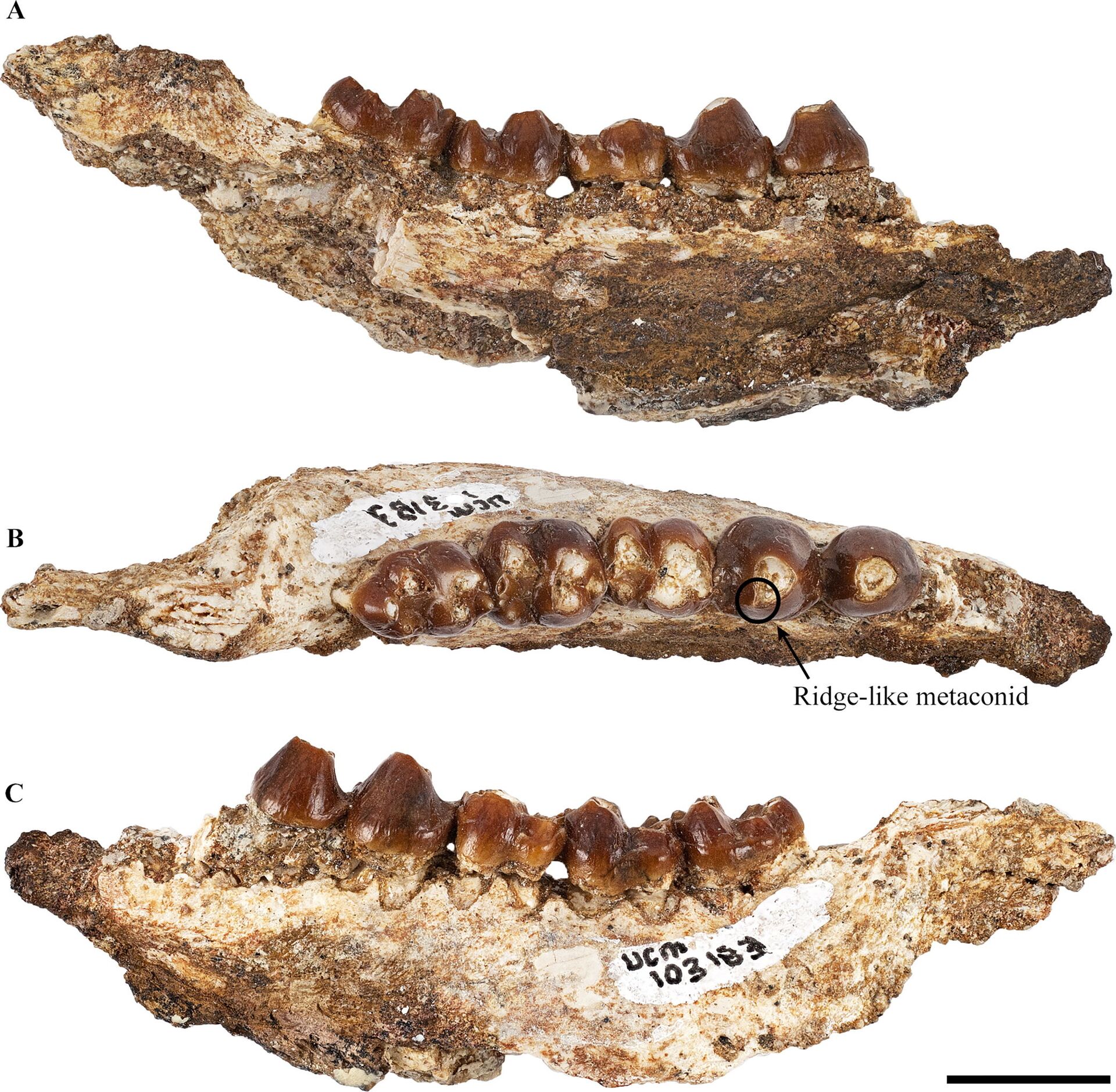 Paleontólogos descobrem 3 novas espécies de mamíferos antigos (FOTO) - Sputnik Brasil, 1920, 18.08.2021