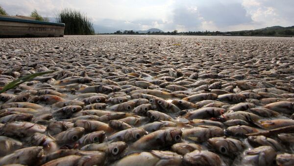 Peixes mortos em lagoa no México (imagem referencial) - Sputnik Brasil