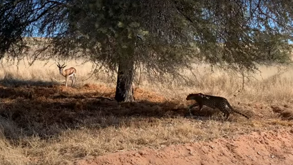 Leopardo ataca gazela - Sputnik Brasil
