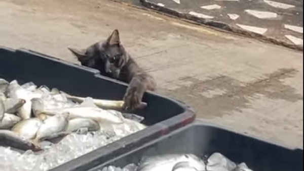 Gato tenta pegar peixe em feira na Tailândia - Sputnik Brasil