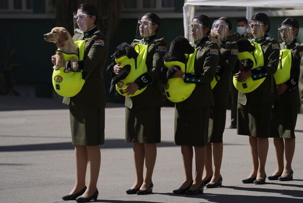 Policiais apresentam cachorrinhos para serem treinados como cães policiais durante a cerimônia na Academia Nacional de Polícia de La Paz, Bolívia, 16 de agosto de 2021 - Sputnik Brasil