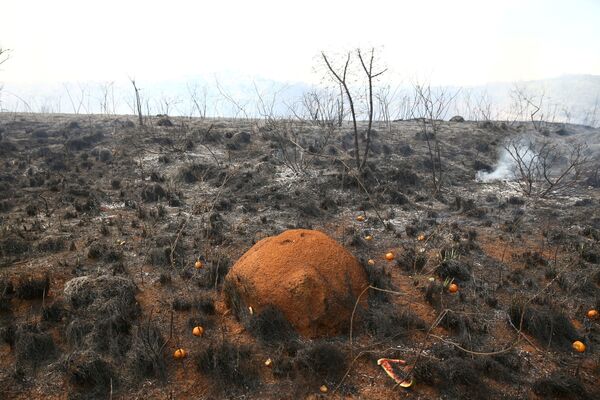 Formigueiro nas cinzas após fogo no Parque Estadual do Juquery, em Franco da Rocha, na Grande São Paulo, 23 de agosto de 2021 - Sputnik Brasil