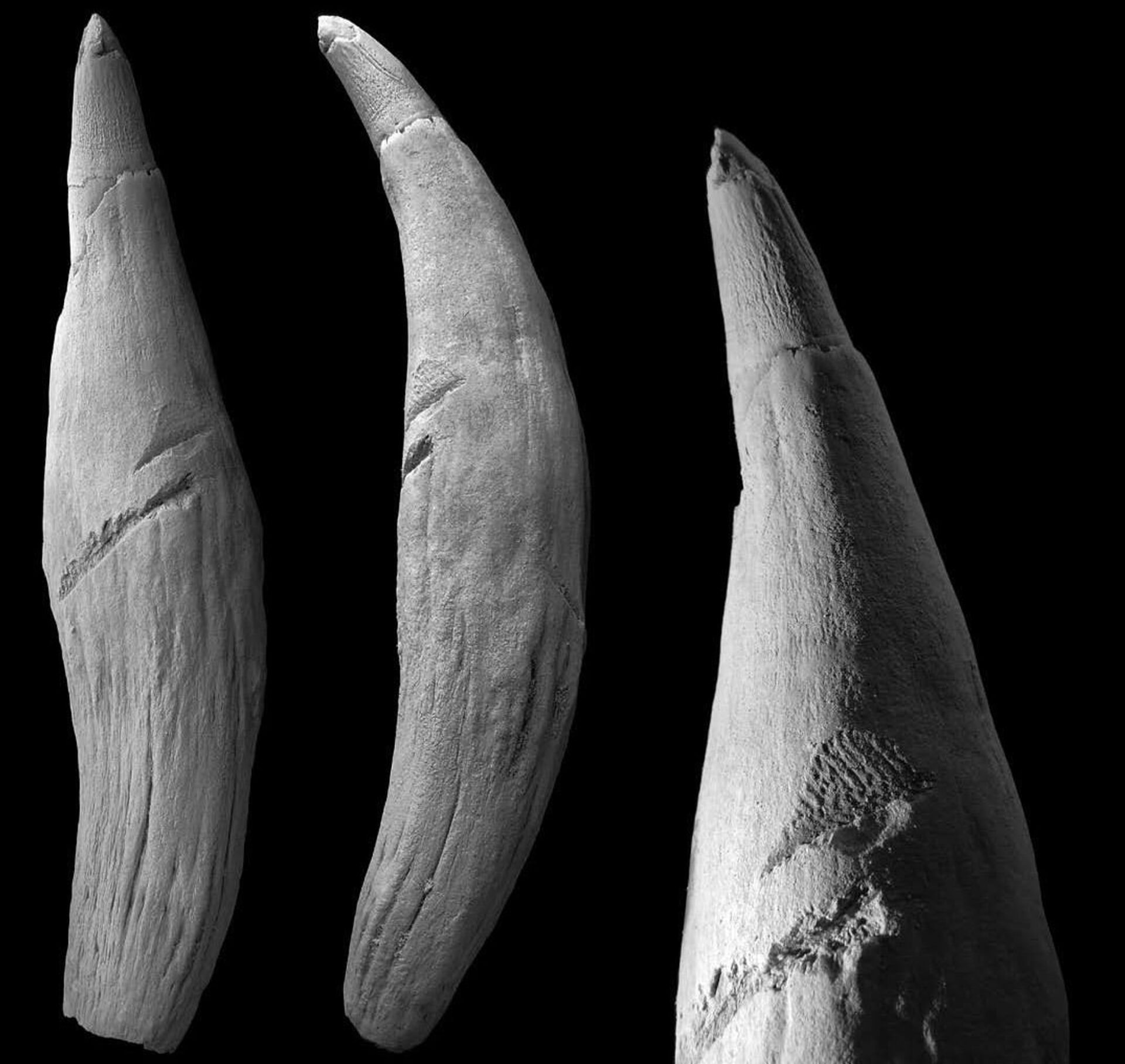 Fóssil de dente ajuda a recriar 1º ataque de tubarão a cachalote na história (FOTO) - Sputnik Brasil, 1920, 25.08.2021