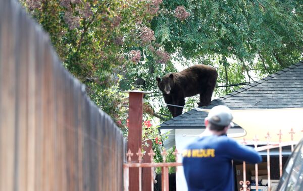 Oficial do Departamento de Pesca e Vida Selvagem prepara-se para tranquilizar um urso em Pasadena, Califórnia, EUA 
 - Sputnik Brasil