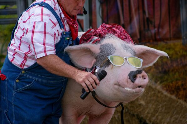 Fazendeiro dá ao porco um microfone para cantar durante um espetáculo de comédia The Pork Chop Revue na feira estadual de Kentucky em Louisville, EUA   - Sputnik Brasil