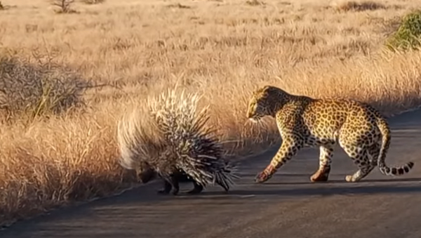 Duelo entre leopardo e porco-espinho - Sputnik Brasil