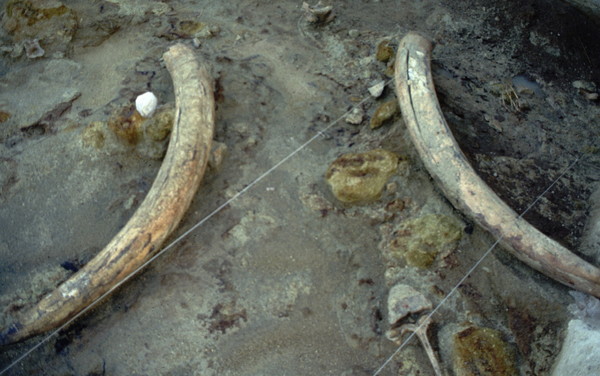 Presas de elefante descobertas em Castel di Guido na Itália. - Sputnik Brasil