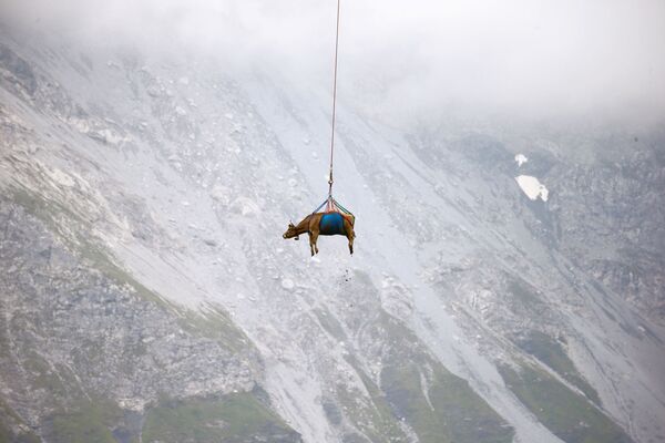 Uma vaca é transportada por helicóptero após os meses de pastagem nas montanhas da Suíça. - Sputnik Brasil