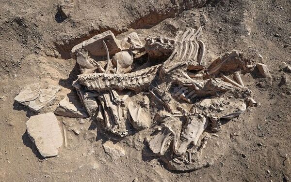 Sepultura de pessoa enterrada como quatro cavalos, vacas, uma ovelha e um cão, descoberta por arqueólogos turcos no local do antigo castelo de Cavustepe perto da cidade de Van, no leste no país. - Sputnik Brasil