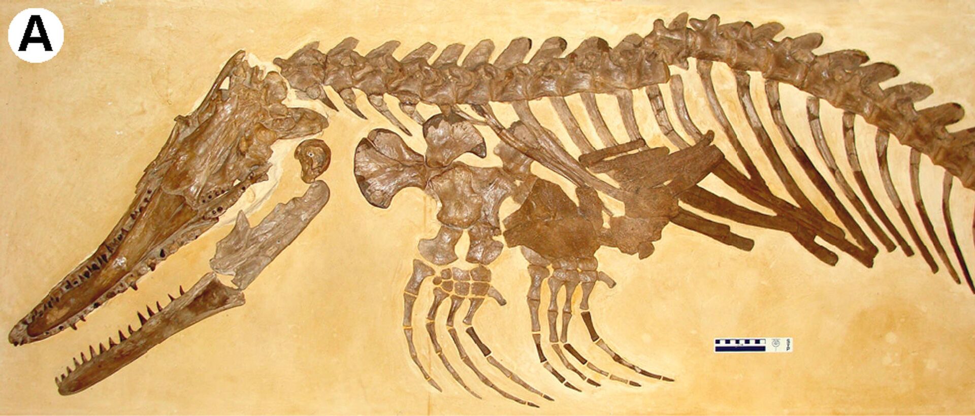 Crânio, esqueleto axial parcial e apendicular e cartilagem esternal calcificada em vista ventro-lateral oblíqua de Ectenosaurus - Sputnik Brasil, 1920, 09.11.2021