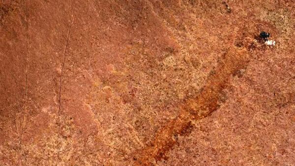 Pesquisadores da Universidade de Missouri encontraram um paleossolecídeo, um raro fóssil de 500 milhões de anos na América do Norte - Sputnik Brasil