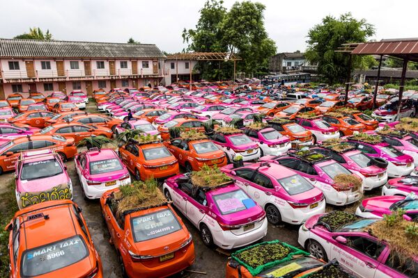 Pequenos jardins de vegetais colocados nos tetos exteriores de taxis em Bangkok, na Tailânida, em 15 de setembro de 2021. - Sputnik Brasil