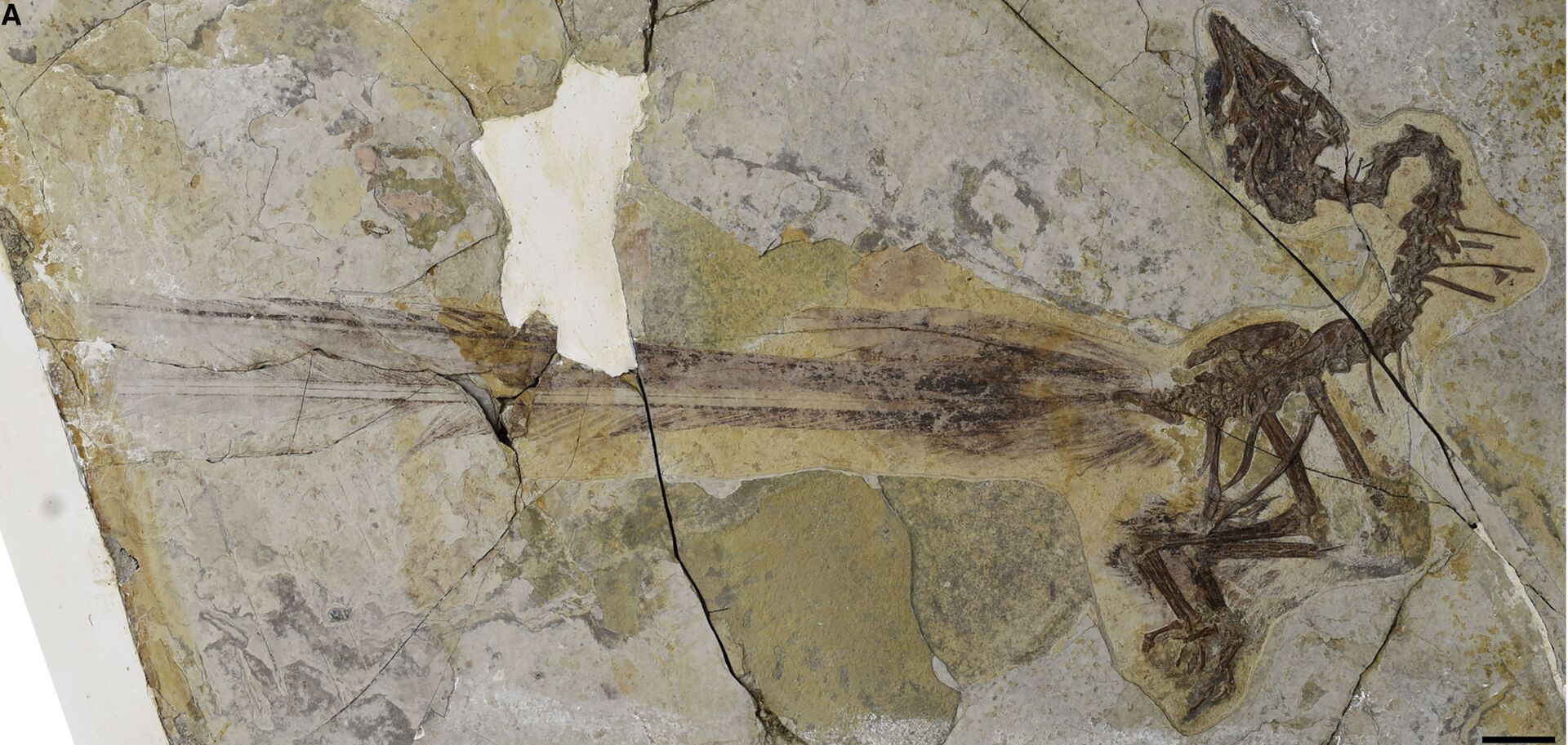Fóssil do pássaro Yuanchuavis Kompsosoura, com a ilustração indicando as penas da cauda do fóssil - Sputnik Brasil, 1920, 09.11.2021