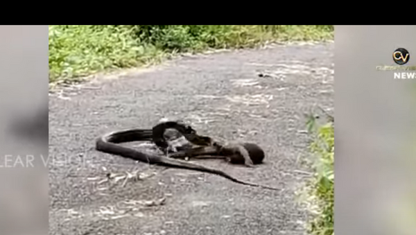 Cobra-rei arruma confusão abocanhando cauda de lagarto-monitor na Índia - Sputnik Brasil