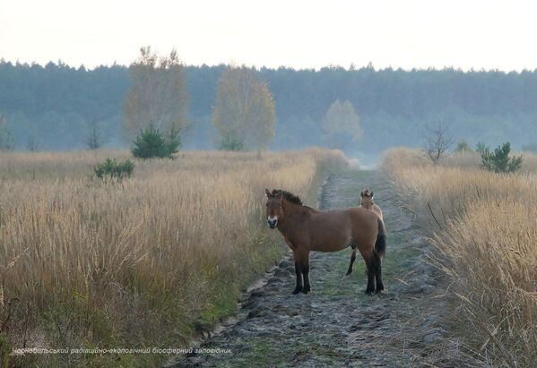 Cavalos selvagens na zona de exclusão de Chernobyl, que foi estabelecida após o acidente nuclear no reator número quatro da usina nuclear em abril de 1986. - Sputnik Brasil