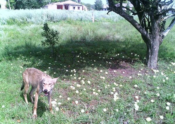 Lobo na zona de exclusão de Chernobyl. - Sputnik Brasil