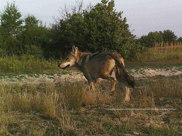 Lobo na zona de exclusão de Chernobyl. - Sputnik Brasil