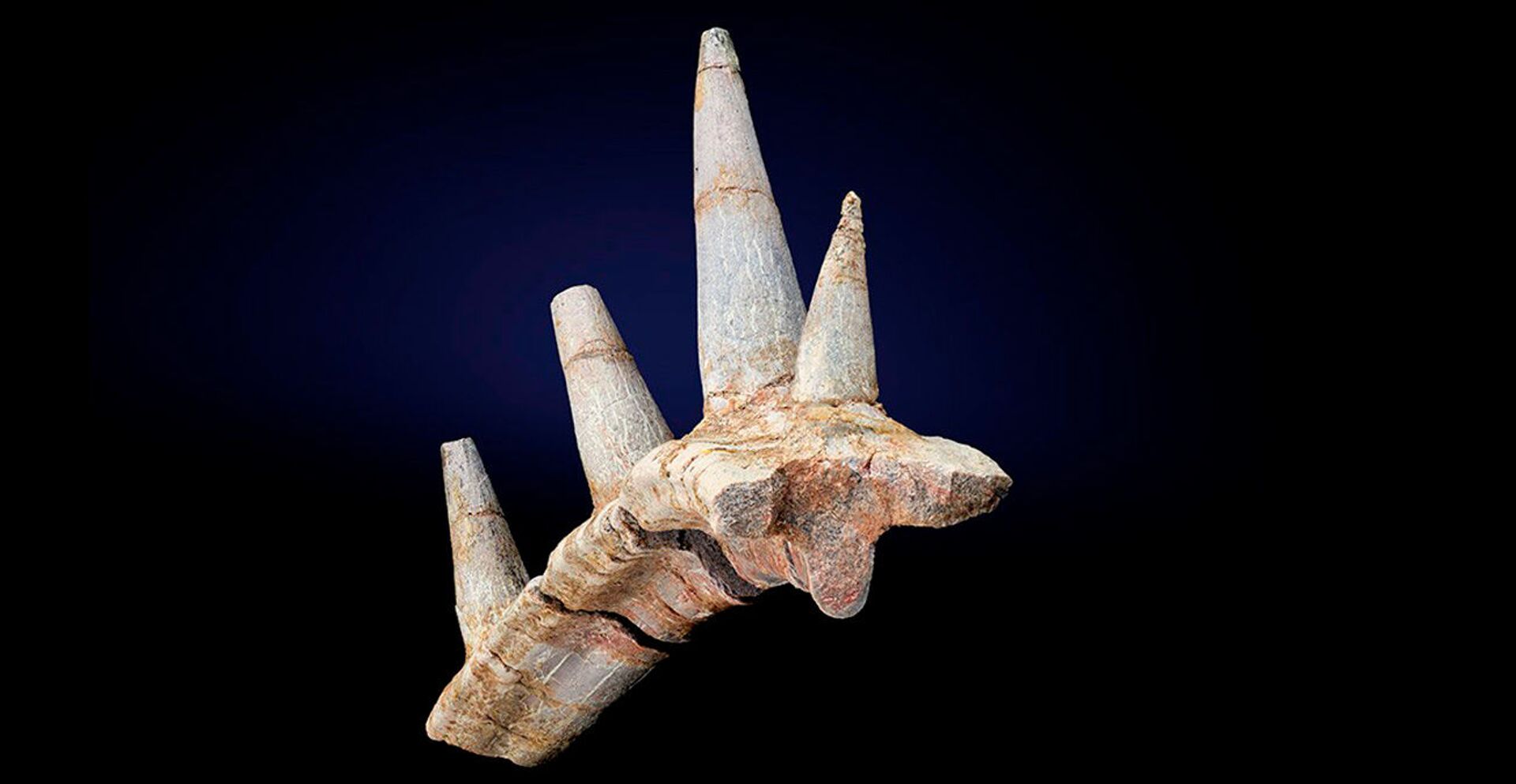Espinhos unidos com a costela em um fragmento fossilizado de uma espécie recém-descoberta de dinossauro chamada Spicomellus afer - Sputnik Brasil, 1920, 09.11.2021