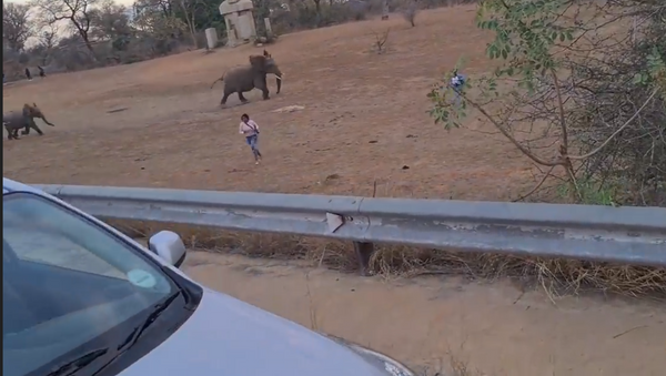 Elefantes atacando turistas (imagem referencial) - Sputnik Brasil