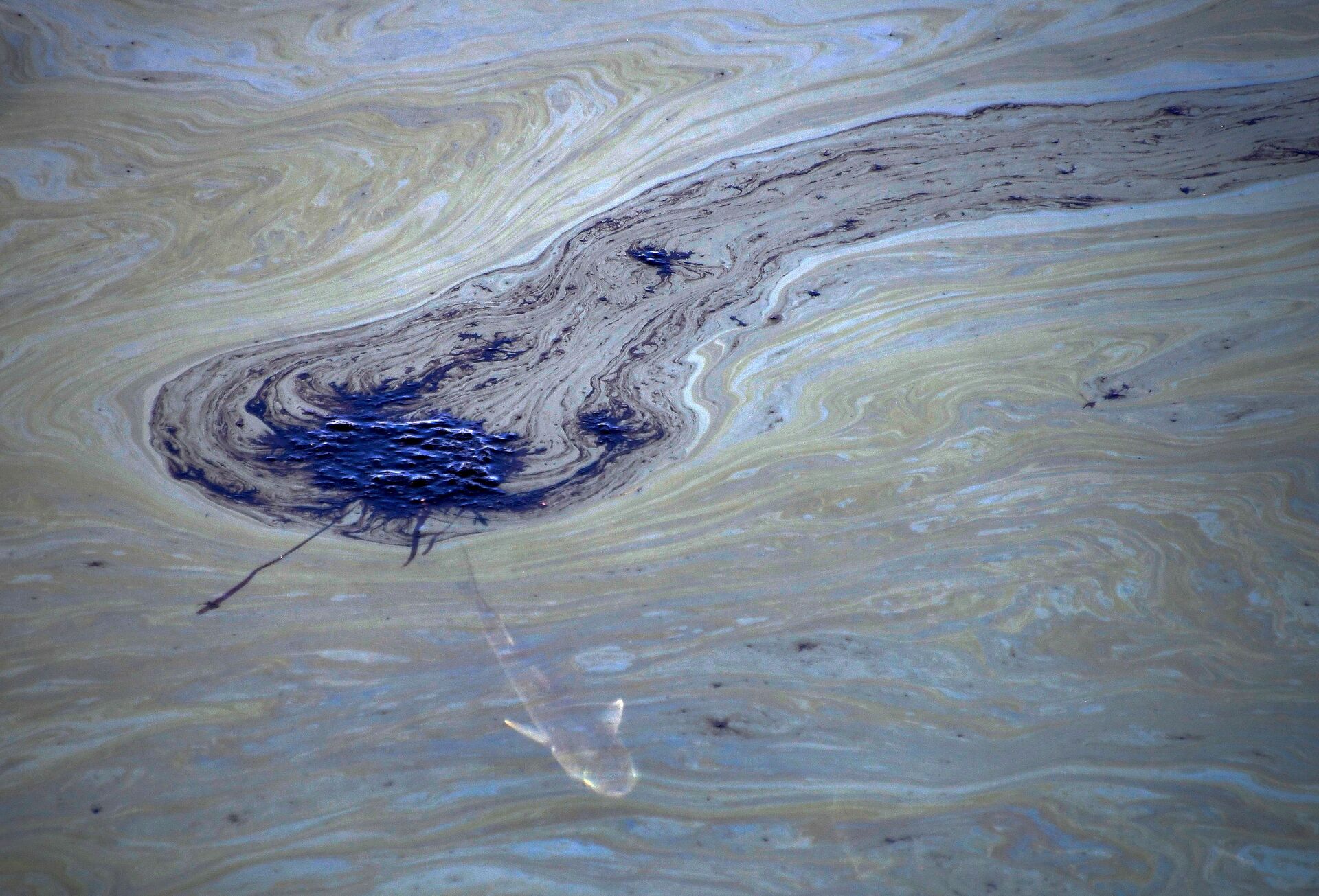 Peixe nada sob manchas de petróleo no Canal de Talbert após um grande vazamento na costa da Califórnia, EUA, 3 de outubro de 2021 - Sputnik Brasil, 1920, 09.11.2021