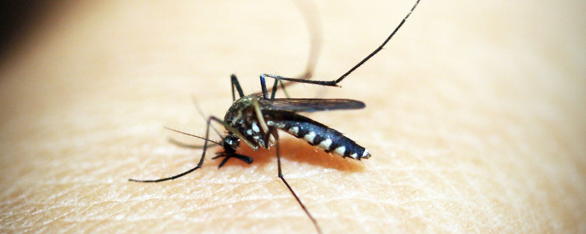 Mosquito (imagem referencial) - Sputnik Brasil, 1920, 09.11.2021