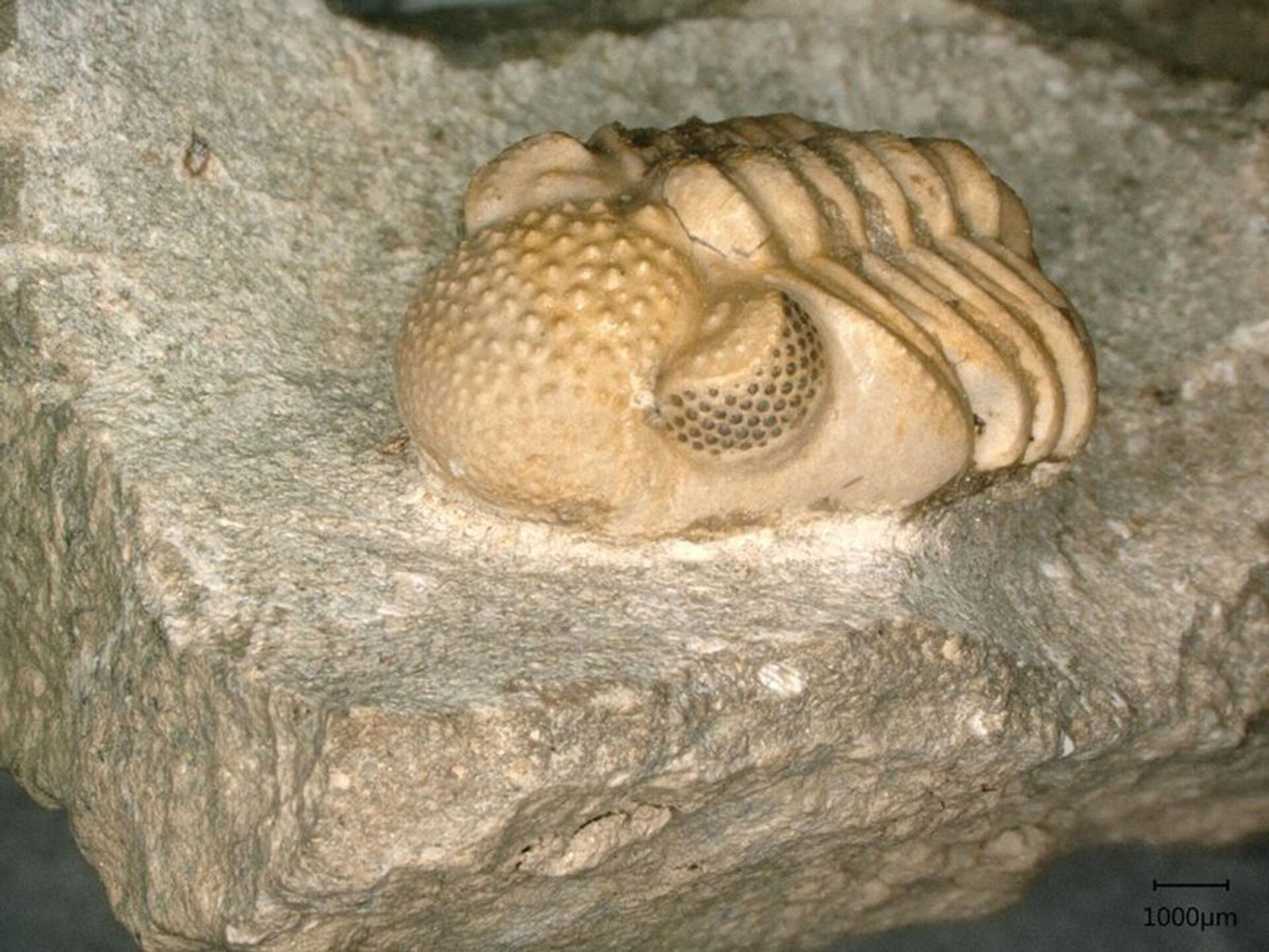 Phacops geesops, espécie trilobita que viveu durante o período Devoniano, entre 419 e 358 milhões de anos atrás. Os olhos do animal consistem de 200 lentes únicas, abrangendo seis pequenas facetas, as quais por sua vez formam um olho cada uma - Sputnik Brasil, 1920, 09.11.2021