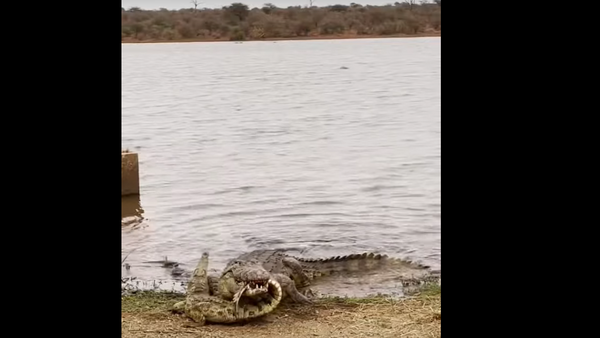 Crocodilo canibal feroz mata e devora outro réptil na África do Sul - Sputnik Brasil