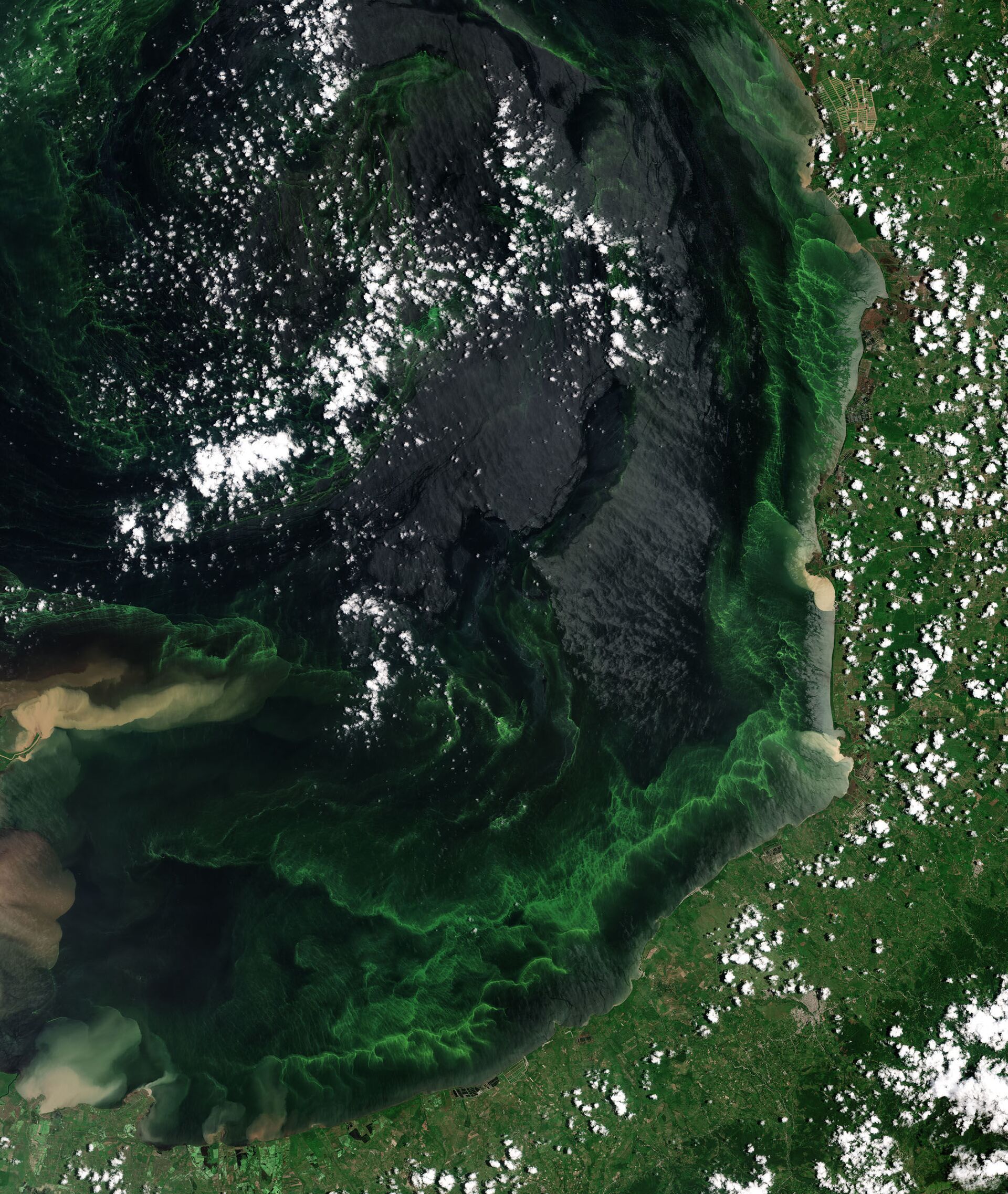 Imagen de satélite mostra lago de Maracaibo coberto por algas - Sputnik Brasil, 1920, 09.11.2021