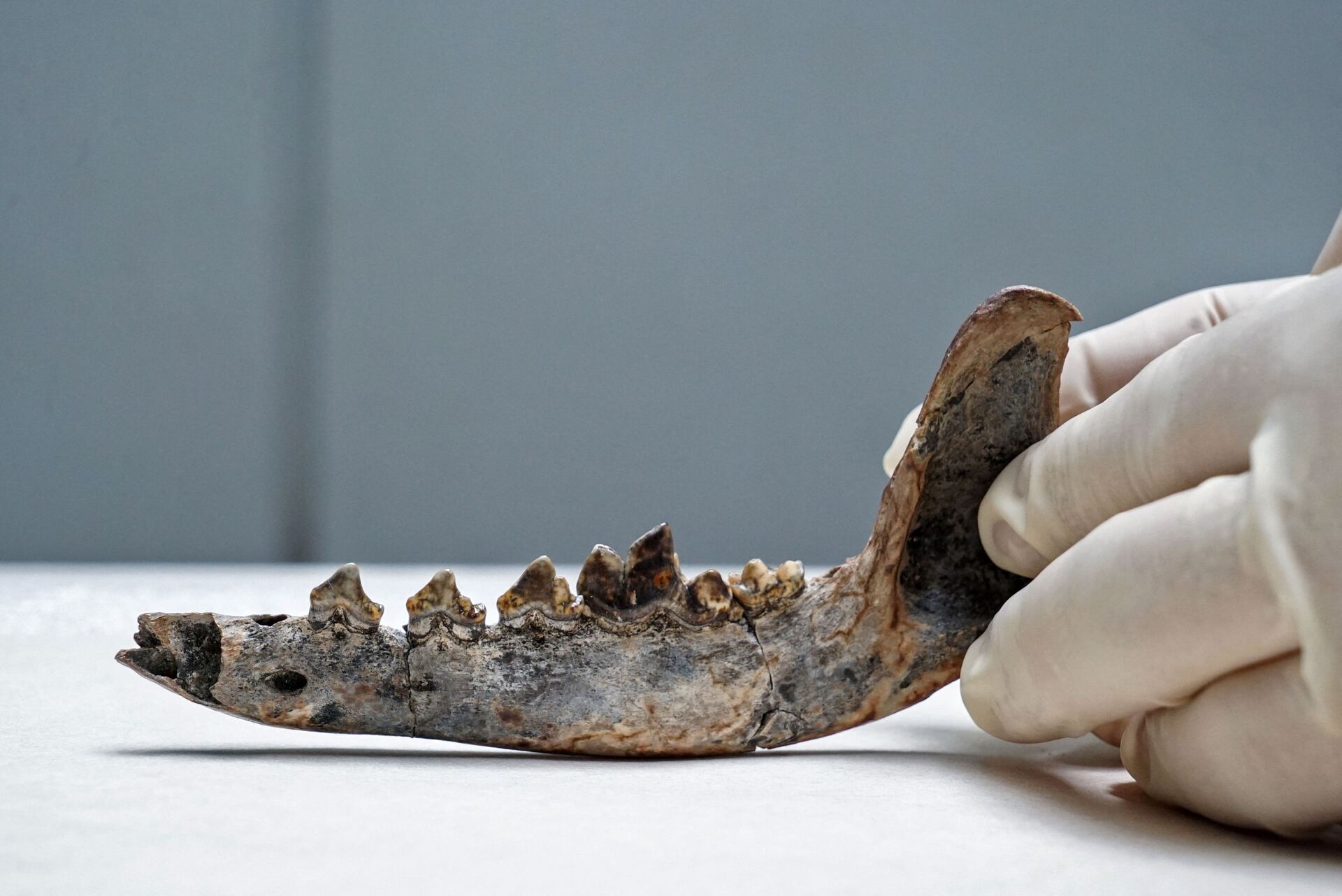 Crânio de um cachorro encontrado na Costa Rica - Sputnik Brasil, 1920, 09.11.2021