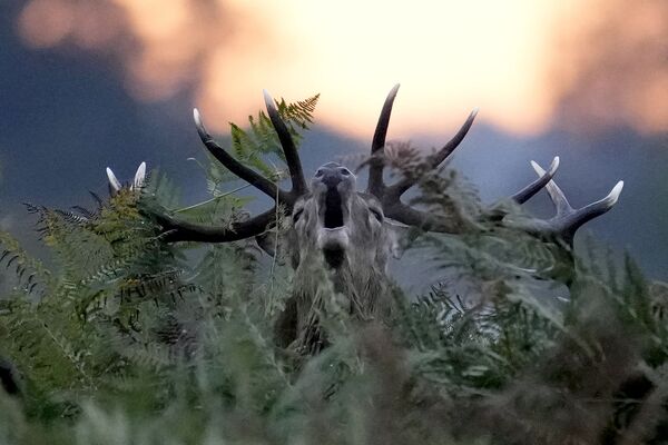 Cervo ao nascer do sol durante a época de acasalamento em Bushy Park, no sudeste de Londres. - Sputnik Brasil
