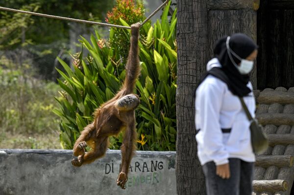 Orangotango-de-Sumatra balança em uma corda perto de um visitante no zoológico da cidade de Jantho, Indonésia. - Sputnik Brasil