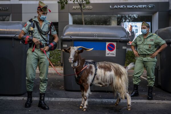 Militares de uma unidade de elite do Exército espanhol com sua mascote esperando pelo início do desfile militar dedicado ao Dia da Hispanidade em Madri. - Sputnik Brasil