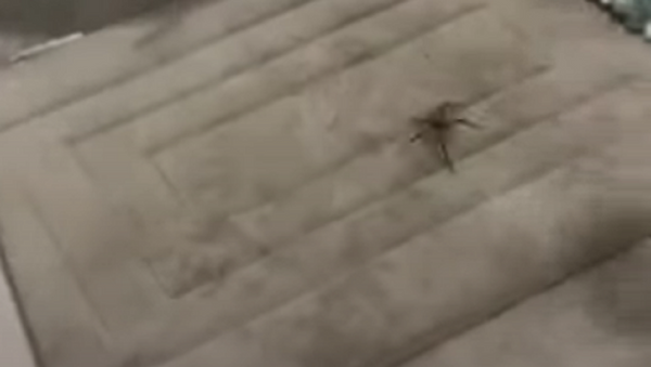 Aranha enfrenta valentão de cueca na Austrália - Sputnik Brasil