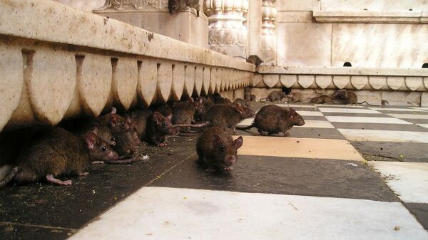Ratos marrons (imagem referencial) - Sputnik Brasil