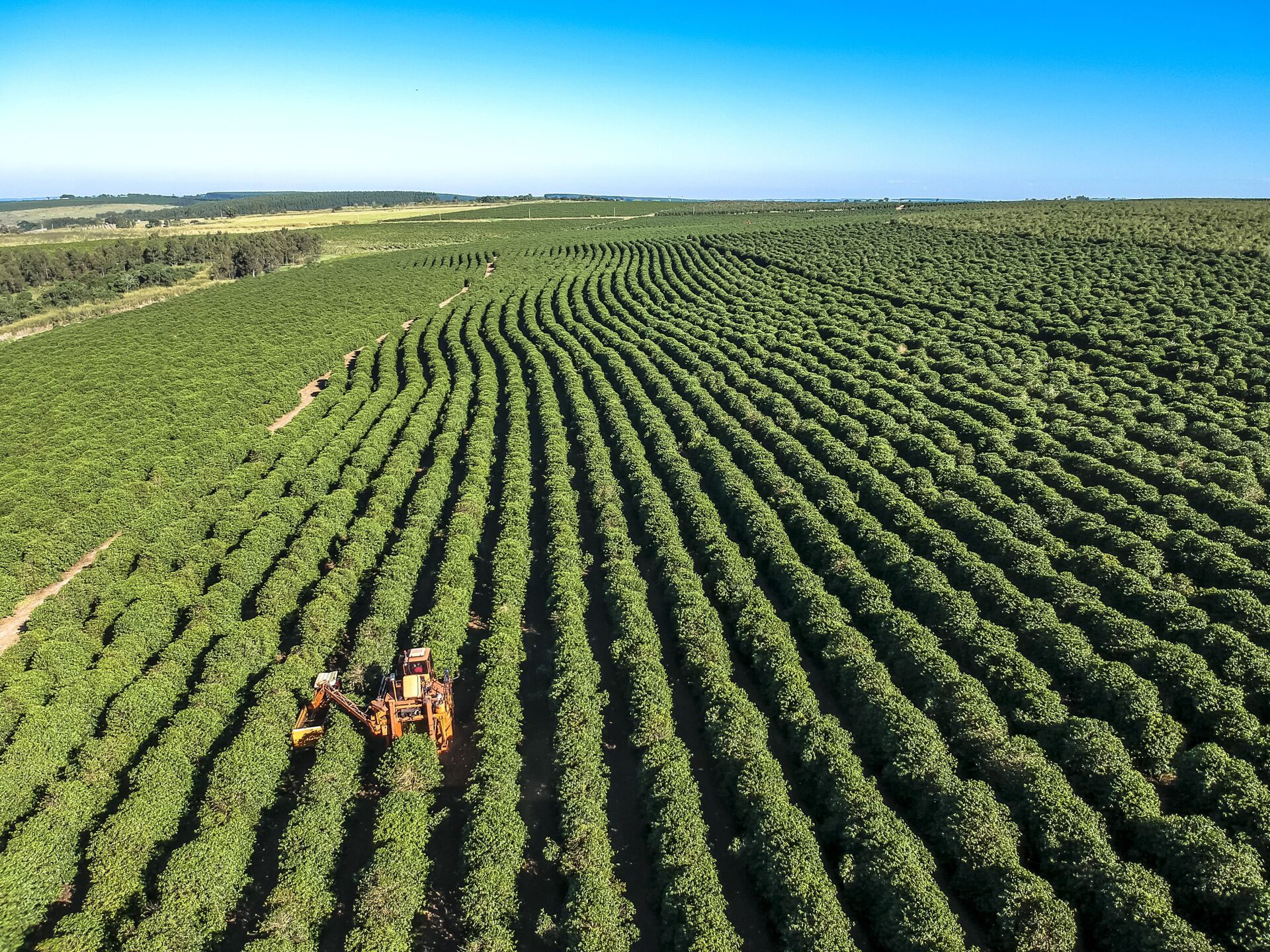 Vista aérea de drone de uma colheita mecanizada de café em uma fazenda no município de Gália, região centro-oeste do estado de São Paulo - Sputnik Brasil, 1920, 09.11.2021