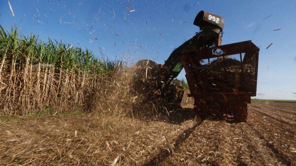 Colheita de cana-de-açúcar mecanizada em Sertãozinho (SP) (foto de arquivo) - Sputnik Brasil