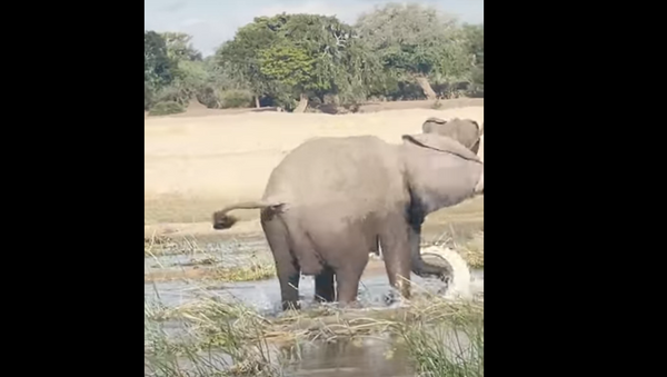 Elefante furioso pisoteia até a morte crocodilo em rio na África deixando turistas pasmos  - Sputnik Brasil