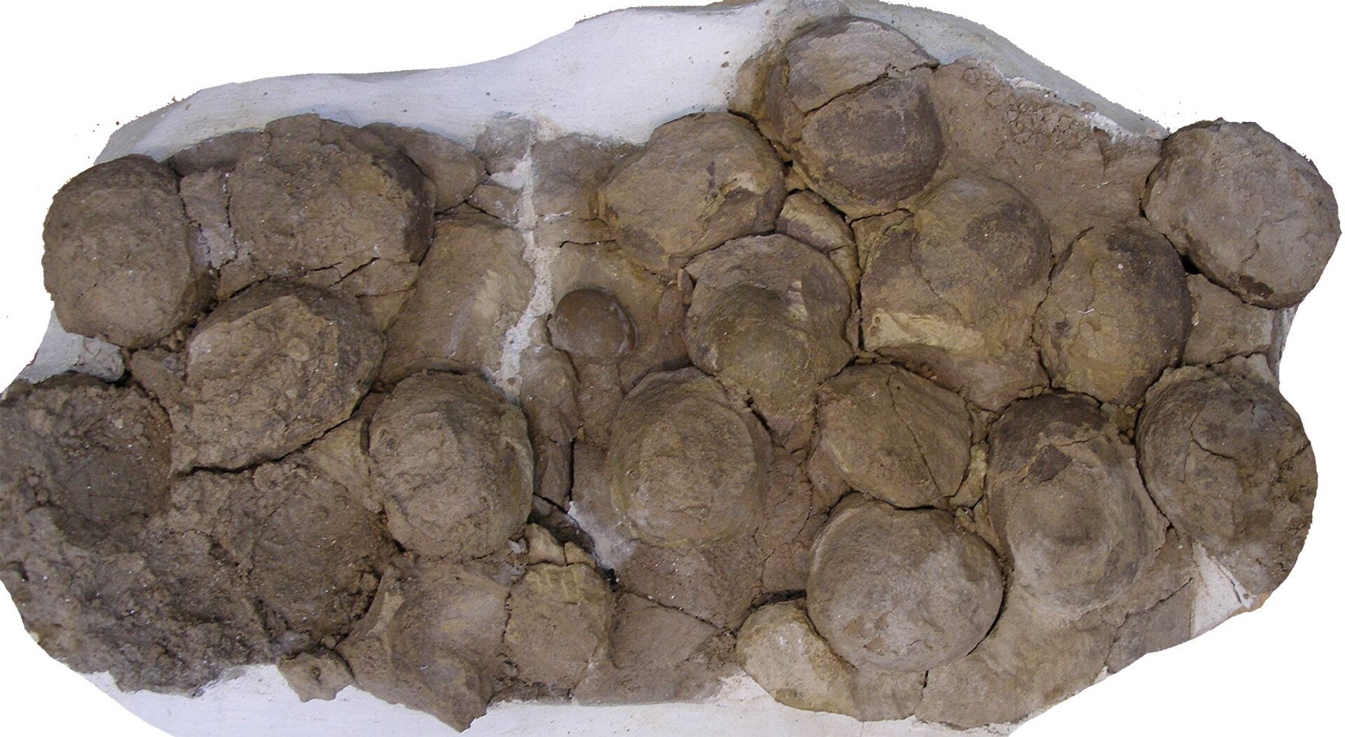 Foto não datada de ovos fossilizados do Mussaurus patagonicus, dinossauro comedor de plantas do período Jurássico, encontrado no sul da Patagônia, Argentina - Sputnik Brasil, 1920, 09.11.2021