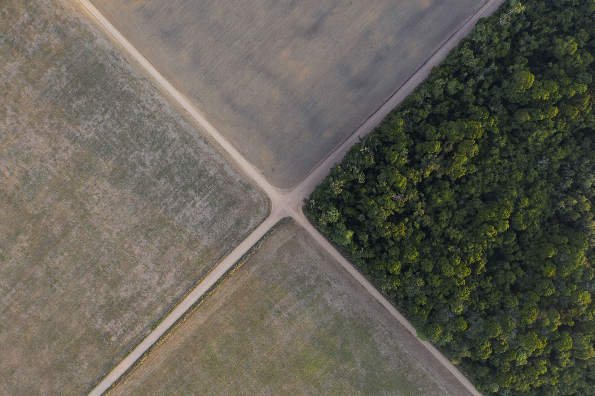 Seção da floresta amazônica ao lado de campos de soja no estado de Pará - Sputnik Brasil, 1920, 14.12.2021