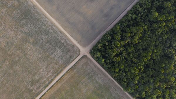 Seção da floresta amazônica ao lado de campos de soja no estado de Pará - Sputnik Brasil