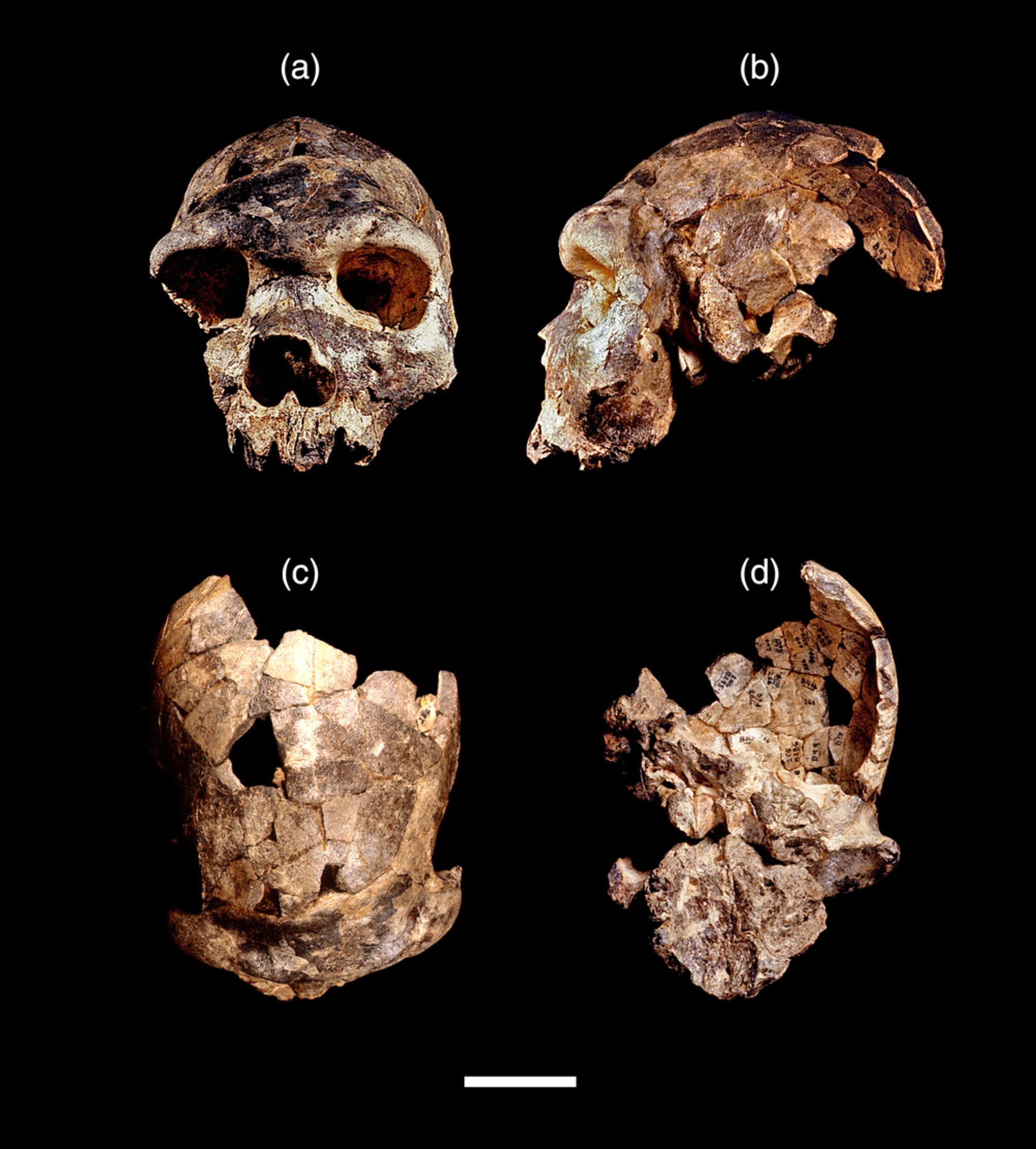 Fragmentos de crânio de novo ancestral humano Homo bodoensis - Sputnik Brasil, 1920, 09.11.2021