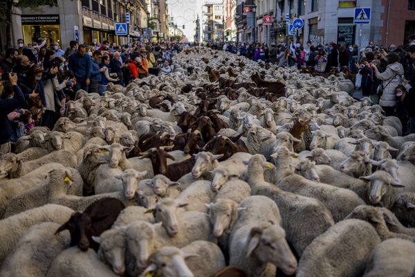 Rebanho de ovelhas no centro de Madri. - Sputnik Brasil