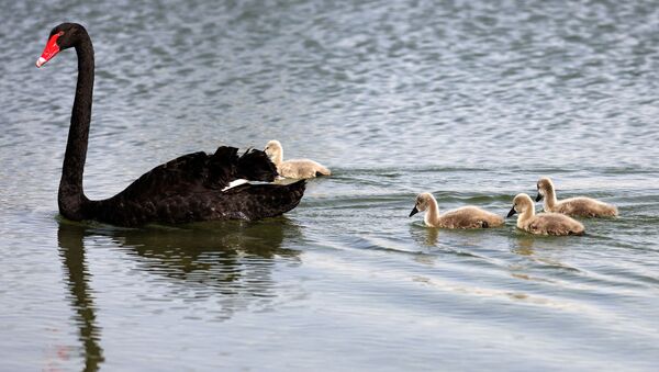 Cisne negro é seguido por suas crias (imagem referencial) - Sputnik Brasil