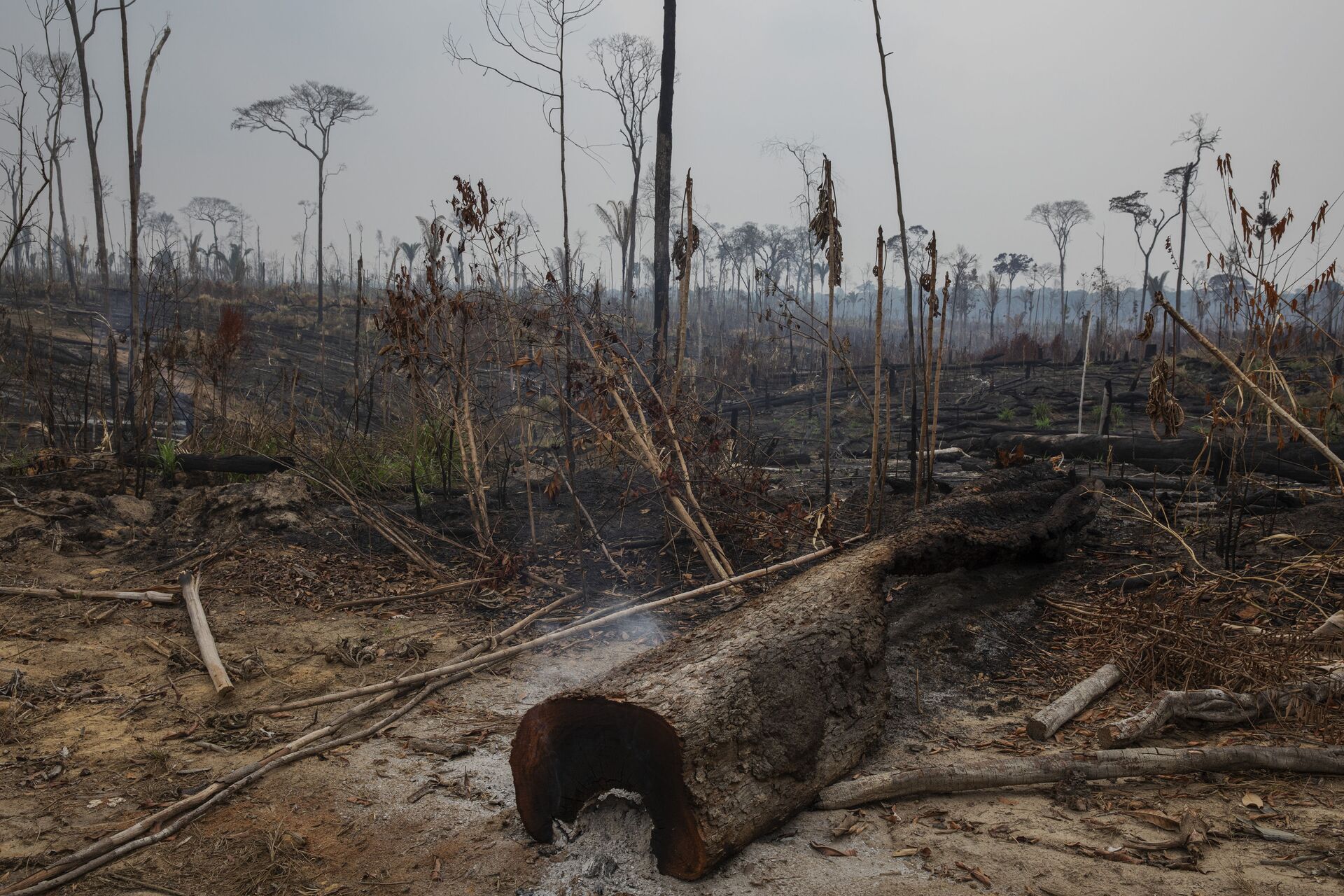 Desmatamento recente no município de Apuí, no sul do Amazonas, 27 de outubro de 2021 - Sputnik Brasil, 1920, 09.11.2021